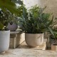 Planter SC 71 &Tradition