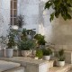 Planter SC 71 &Tradition