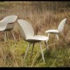 Beetle Dining Chair - Outdoor Gubi