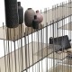 Metrica D - Wall Mogg
